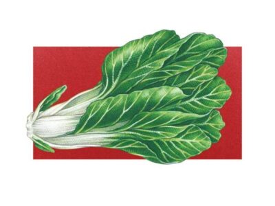 All About Growing Swiss Chard Image